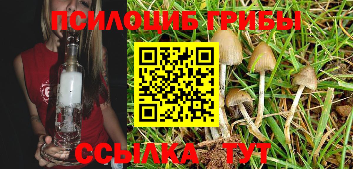 Псилоцибиновые грибы Psilocybine cubensis Лысьва